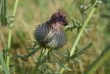 Cirsium polonicum. Развивающееся соцветие с пчелой. Тульская обл., Куркинский р-н, с. Грибоедово, берег реки, луг на склоне. 29 июля 2024 г.