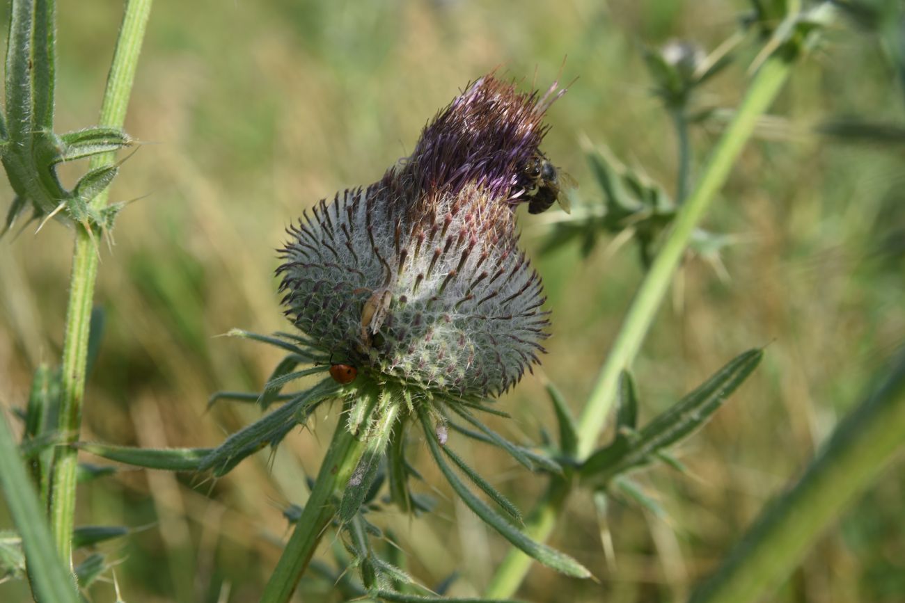 Изображение особи Cirsium polonicum.