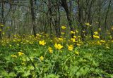 Ranunculus constantinopolitanus. Аспект цветущих растений. Крым, гора Агармыш. 14.04.2024.