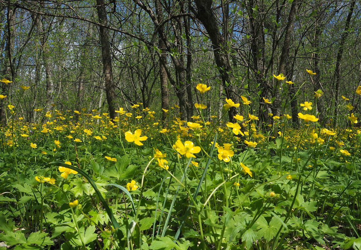 Изображение особи Ranunculus constantinopolitanus.