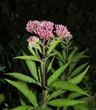 Eupatorium cannabinum. Верхушка зацветающего растения. Ульяновская обл., окр. г. Димитровград, долина р. Мал. Ерыклы, переходящий в пойменный черноольховник старый смешанный лес, зарастающая просека. 06.07.2023.