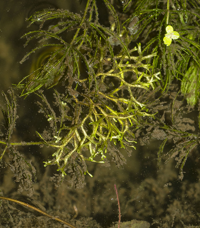 Image of Riccia fluitans specimen.