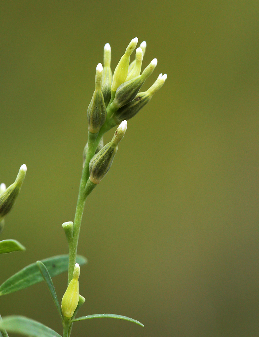 Изображение особи Diarthron linifolium.