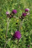 Cirsium heterophyllum. Верхушки побегов с цветущими и развивающимися соцветиями. Ленинградская обл., Лужский р-н, окр. дер. Кемка, пойма р. Луга, злаково-разнотравный луг у опушки леса. 13.06.2024.