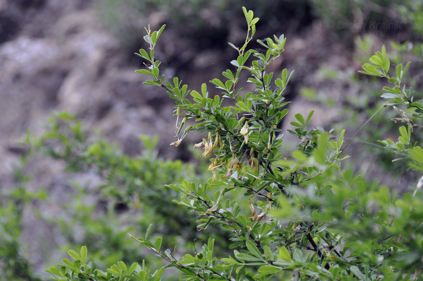 Image of genus Caragana specimen.