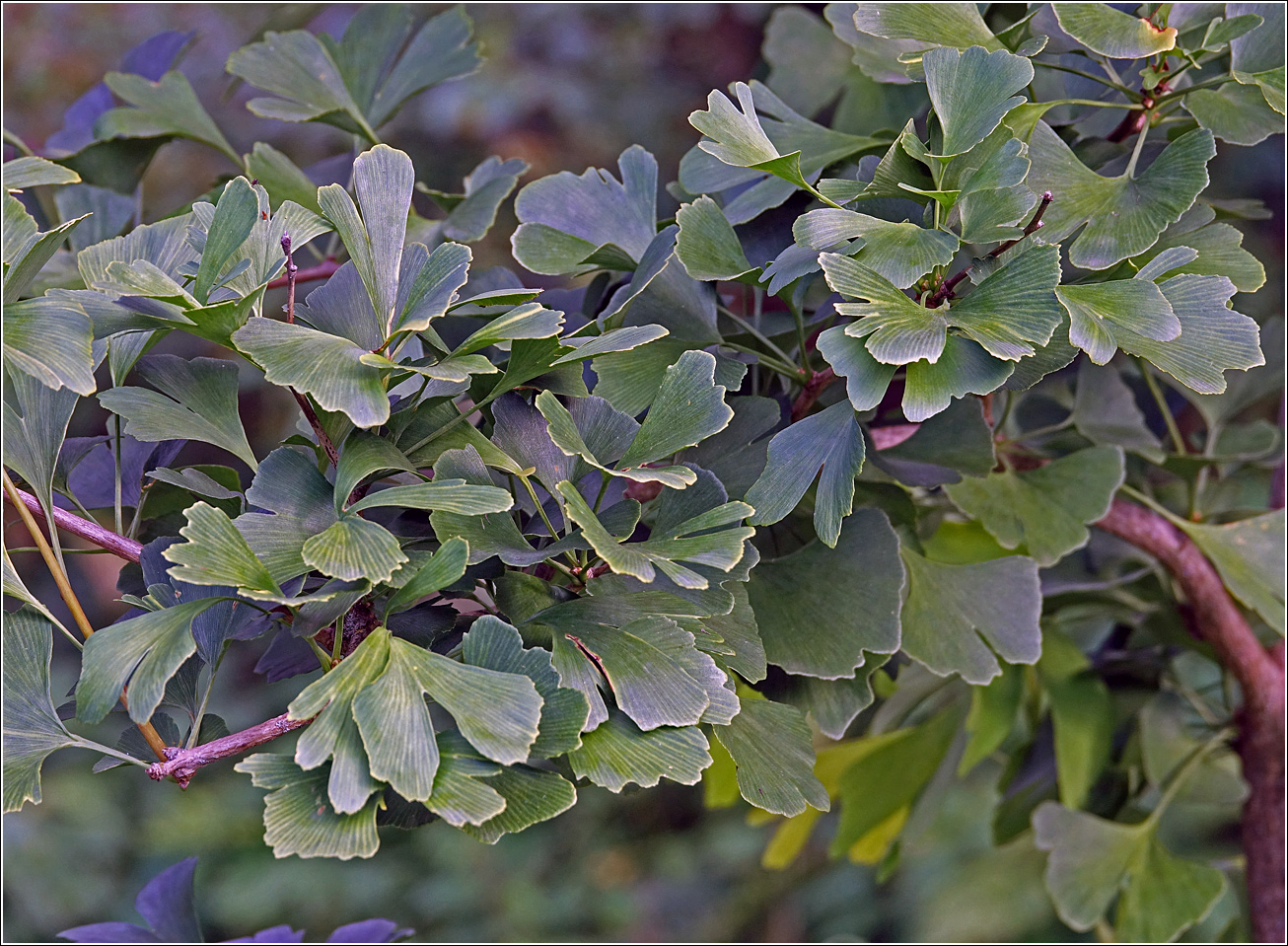 Image of Ginkgo biloba specimen.