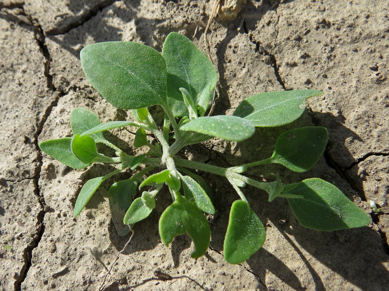 Image of Chenopodium vulvaria specimen.