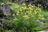 genus Oenothera. Цветущее растение. Таджикистан, Горно-Бадахшанская автономная обл., Рушанский р-н, Рушанский хр., дол. р. Хуфдара, окр. кишл. Хуф, выс. ≈ 2200 м н.у.м., хорошо увлажнённый участок крупноглыбовых скальных обломков у берега реки. 5 июля 2024 г.