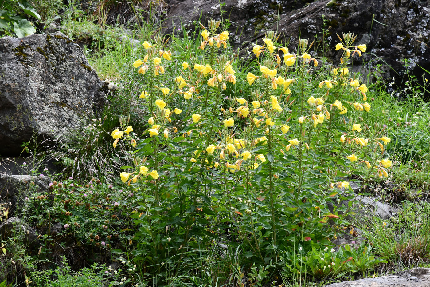 Изображение особи род Oenothera.