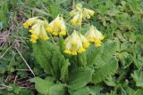 Primula macrocalyx