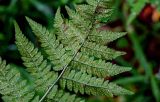 Dryopteris carthusiana. Часть вайи с сорусами (вид на абаксиальную поверхность). Московская обл., Волоколамский гор. округ, долина р. Каменка, смешанный лес. 17.08.2024.