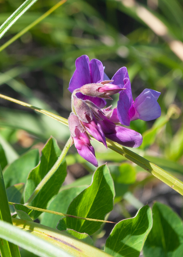 Image of Lathyrus japonicus specimen.