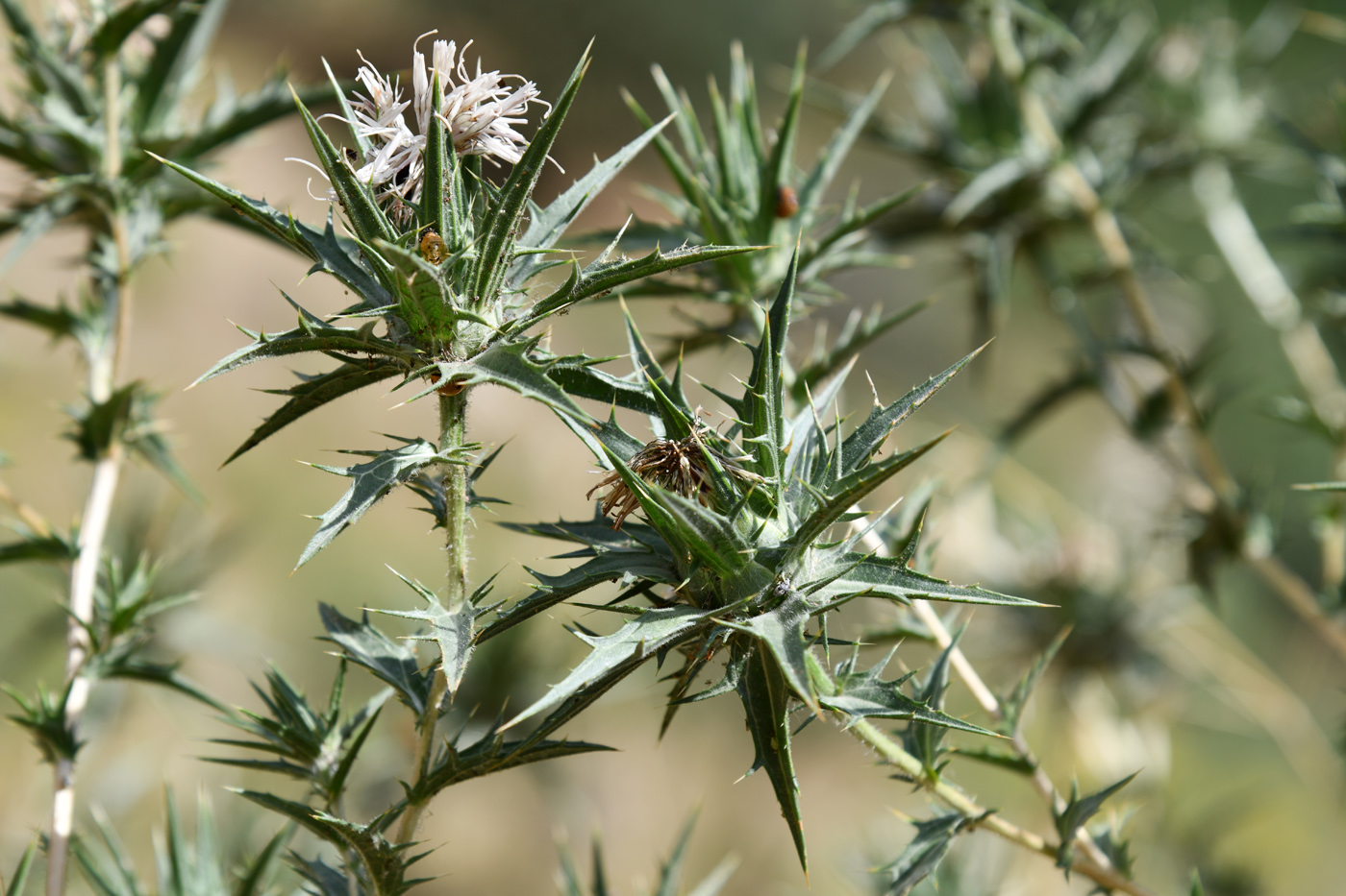 Image of Carthamus lanatus specimen.