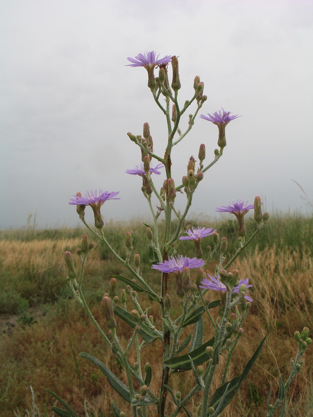 Image of Lactuca tatarica specimen.