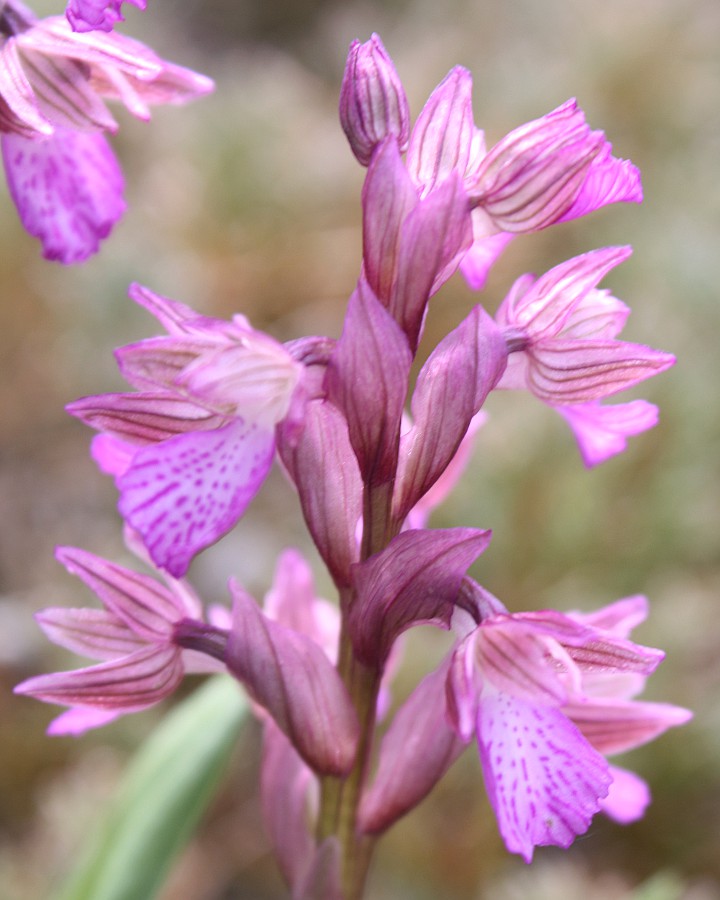 Image of Anacamptis papilionacea ssp. schirwanica specimen.