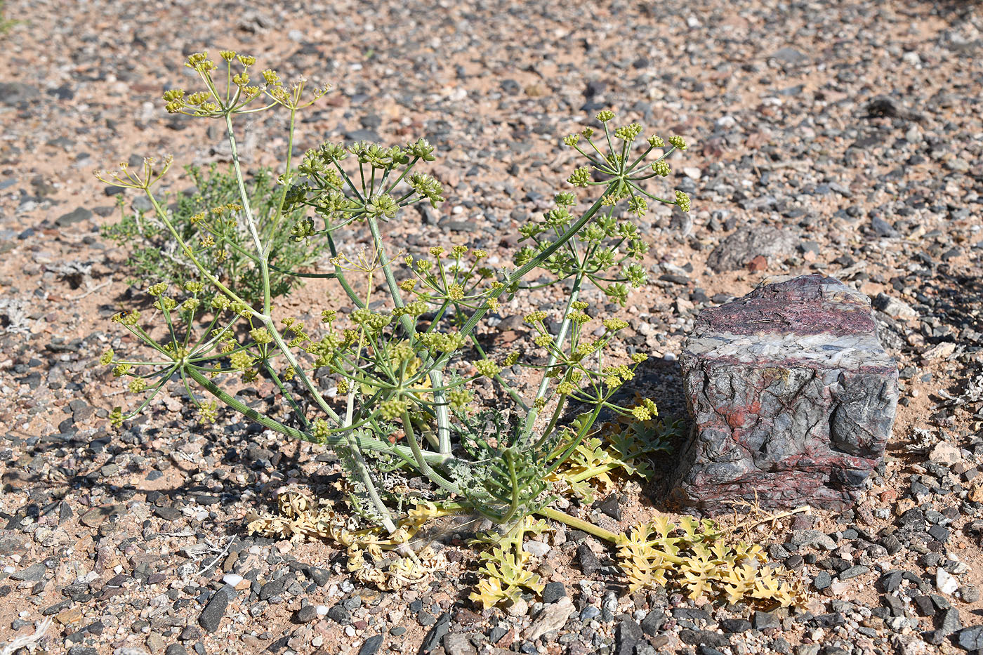 Image of Ferula syreitschikowii specimen.