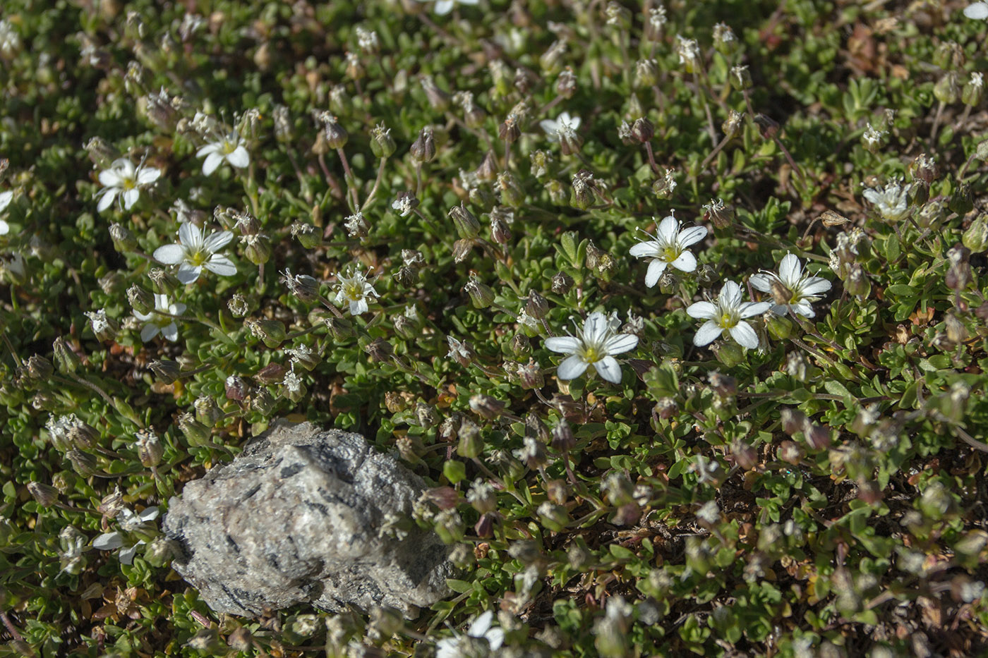 Изображение особи Arenaria pseudofrigida.