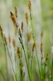 genus Carex. Верхушка цветущего побега. Башкирия, Учалинский р-н, Тунгатаровский сельсовет, окр. дер. Яльчигулово, хр. Нурали, дол. р. Миасс практически в р-не истока, сырое место. 26 мая 2024 г.