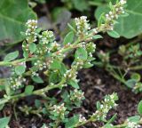 Polygonum aviculare. Побеги с цветками. Коми, Сыктывдинский р-н, окр. пос. Еляты, край силосной ямы, участок торфа с опилками. 27.08.2021.