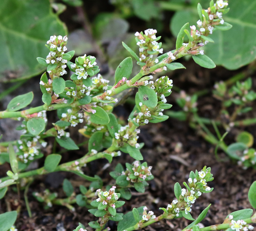 Изображение особи Polygonum aviculare.