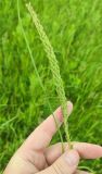 Triglochin maritima