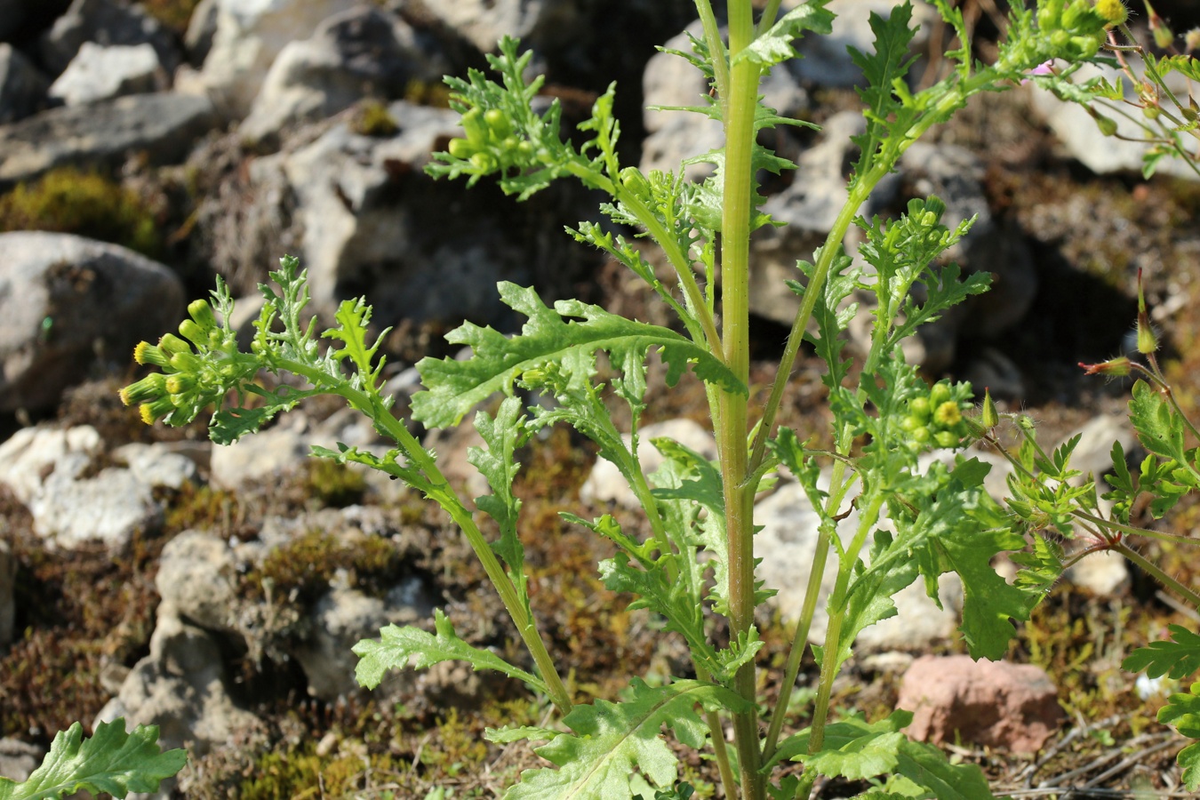 Image of Senecio vulgaris specimen.