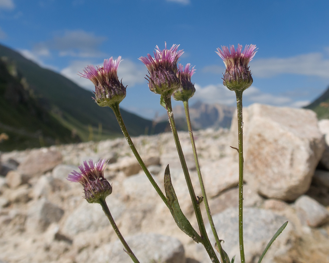 Изображение особи Erigeron uniflorus.