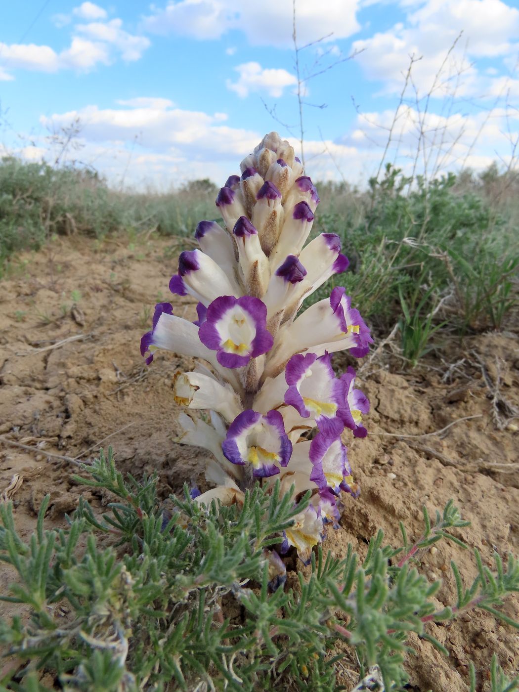 Изображение особи Cistanche salsa.