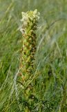 View full-size image Pedicularis sibirica