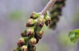 View full-size image Ribes mandshuricum