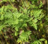 View full-size image Artemisia freyniana