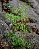 View full-size image Adiantum capillus-veneris