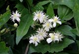 Смотреть изображение Clematis vitalba