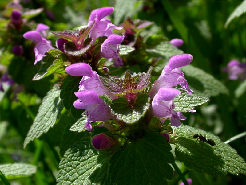 Image of Lamium purpureum specimen.