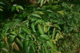 View full-size image Diospyros lotus