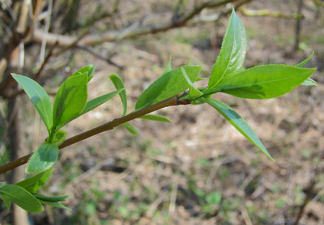Image of Salix &times; meyeriana specimen.