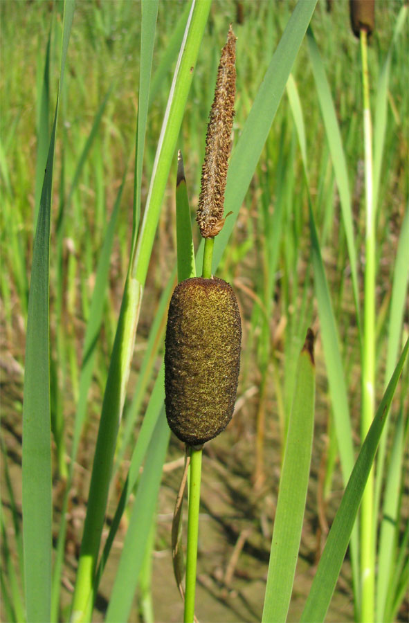 Изображение особи Typha elata.