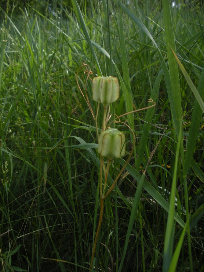 Image of Fritillaria ruthenica specimen.