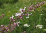 Nepeta nuda