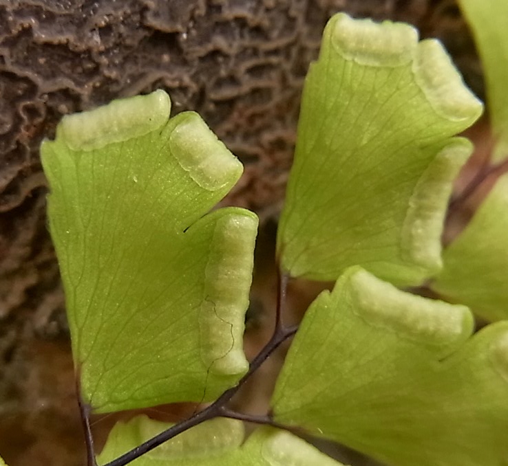 Изображение особи Adiantum capillus-veneris.