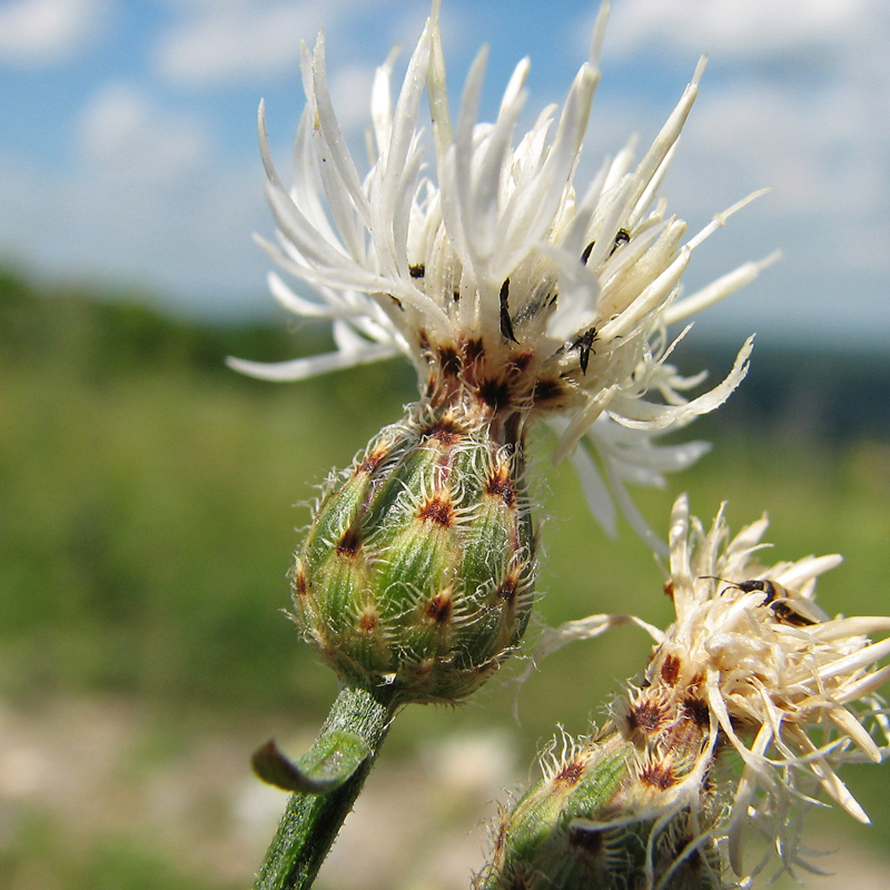 Изображение особи род Centaurea.