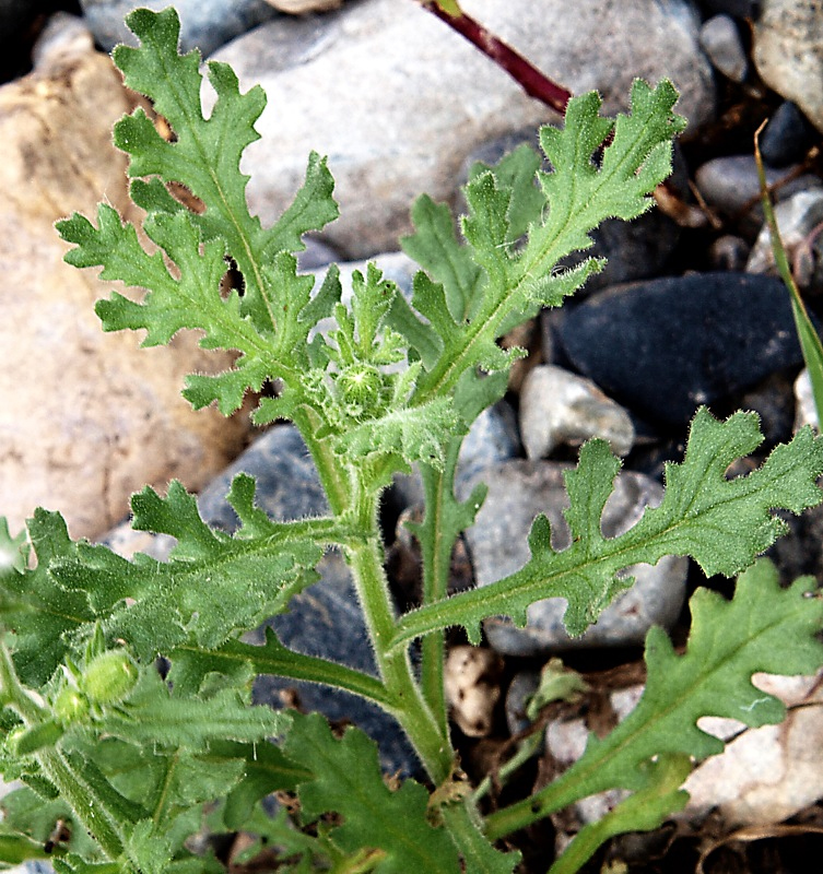 Изображение особи Senecio viscosus.