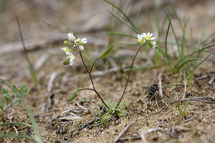 Image of Erophila verna specimen.