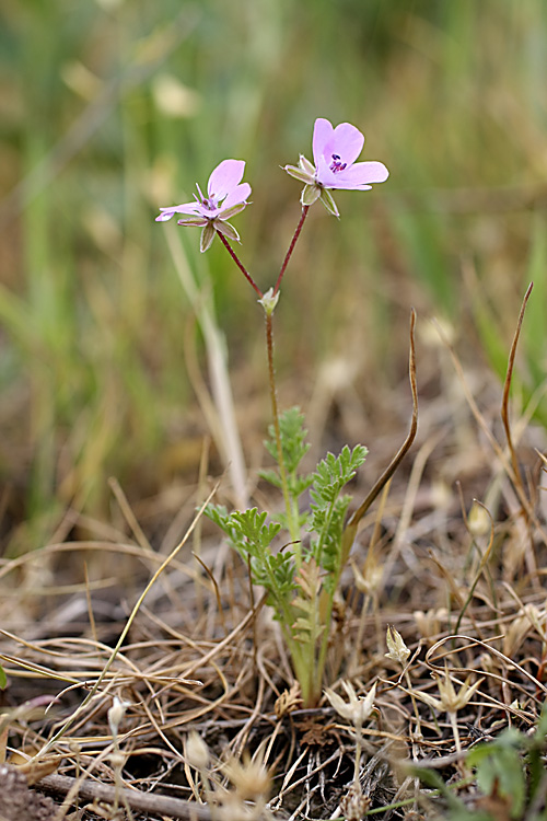 Изображение особи Erodium cicutarium.