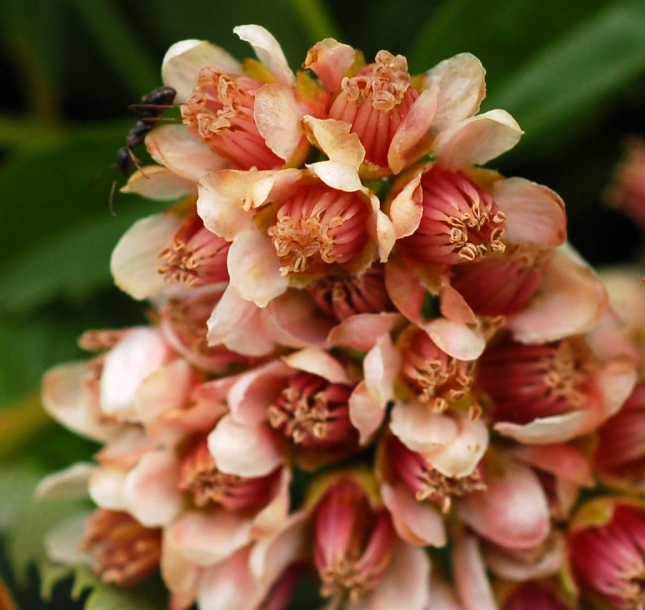 Image of Sorbus sambucifolia specimen.