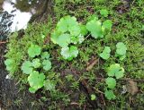 Chrysosplenium alternifolium. Группа прегенеративных растений. Архангельская обл., Вельский р-н, берег ручья в лесу. 07.07.2011.