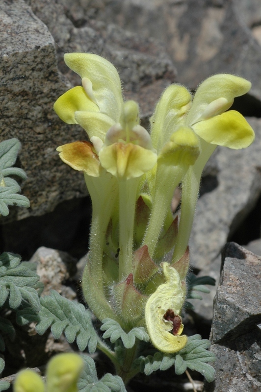 Изображение особи Scutellaria przewalskii.