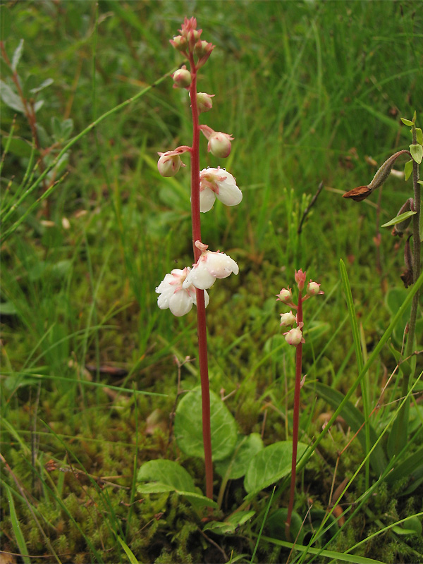 Image of Pyrola rotundifolia ssp. maritima specimen.