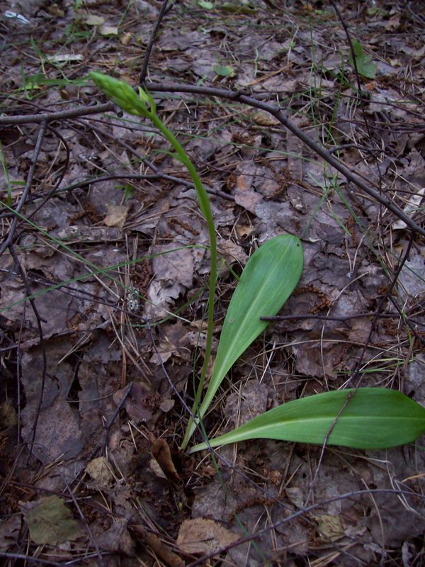 Изображение особи Platanthera bifolia.