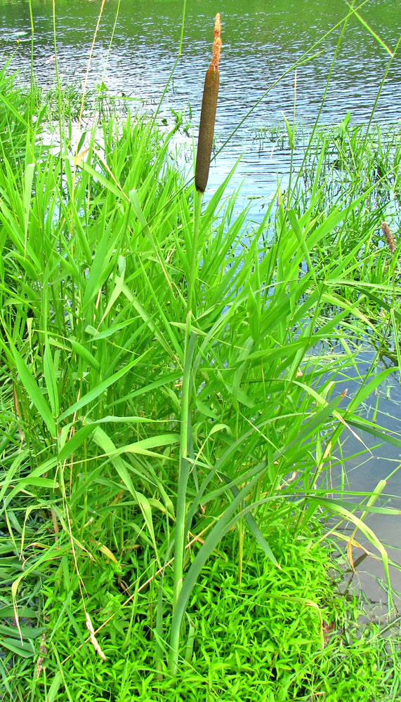 Изображение особи Typha latifolia.